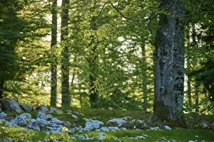 Verwandte Bilder Drucke: Buchenwald im Frühjahr mit Seitenlicht, Slowenien.