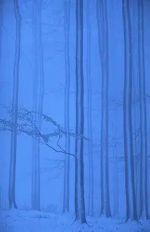 European Deciduous Forests Drucke: Beech forest in winter, Hessen