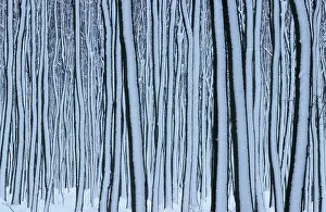 European Beech Trees Drucke: Beech forest in winter, Hessen