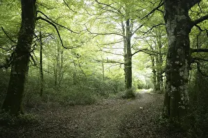 Blue Sky Photography Drucke: Beech green magic forest with sun reflections in Irati