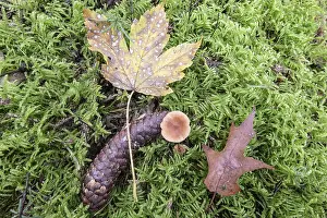 Fagaceae Family Plants Drucke: Beech leaf (Acer pseudoplatanus)