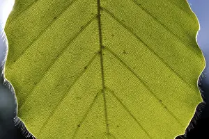 Uninhabited Forest Landscape Photo Drucke: Beech leaf against the light