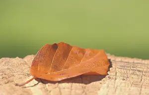 Deciduous Tree Bark Drucke: Beech leaf lying on a tree stump, autumn