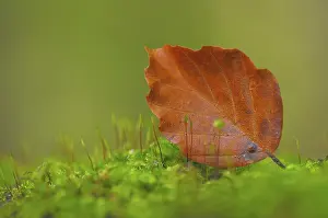 Autumn Foliage Close Up Drucke: Beech leaf on moss on the forest floor