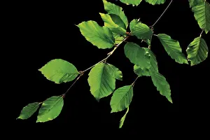 Indoor Plant Photography Drucke: Beech leaves on a branch