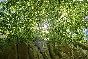 Bavaria Castles Drucke: Beech, Leaves, Rock, Sun, Spring