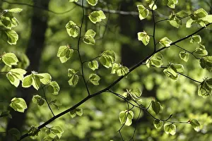 Deciduous Forest Landscape Drucke: Beech leaves in spring