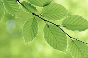 Deciduous Tree Germany Drucke: Beech leaves in spring, common beech (Fagus sylvatica)