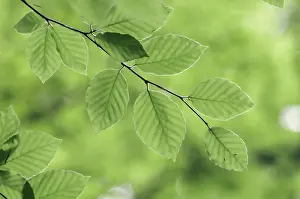 Uninhabited Tree Branches Drucke: Beech leaves in spring, common beech (Fagus sylvatica)