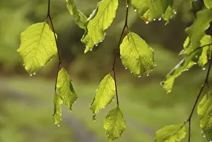 Deciduous Forest Foliage Drucke: Beech leaves in spring, during a rain shower