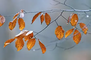 Close Up Deciduous Tree Drucke: Beech leaves, winter, Stuttgart