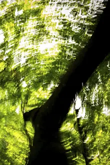 Danish Coast Scenery Drucke: Beech, light reflections, wiped image