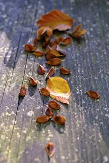 Alpine Foothills Scenery Drucke: Beech nuts, beech, Tolzer Land