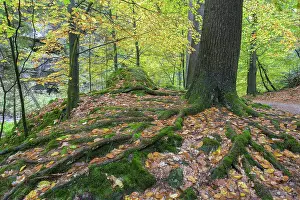 Elbe Sandstone Mountains Landscape Drucke: Beech with powerful root system
