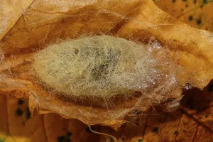 Caterpillar Development Drucke: Beech Redstart