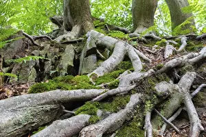 Ruhr District Plants Drucke: Beech roots reach into the soil
