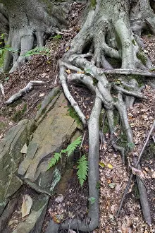 Drucke von Buchenwurzeln reichen in den Boden, Bochum, Nordrhein-Westfalen, Deutschland Bochum Drucke: Buchenwurzeln reichen in den Boden.