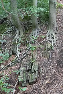 Fagaceae Family Plants Drucke: Beech roots reach into the soil