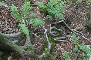 German Beech Trees Drucke: Beech roots reach into the soil