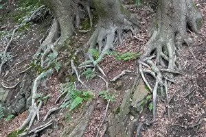 Ruhr District Nature Scene Drucke: Beech roots reach into the soil