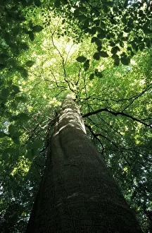 Fagus Sylvatica Images Drucke: Beech in summer / (Fagus sylvatica)