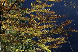 Beech Tree Autumn Drucke: Beech tree in autumn detail