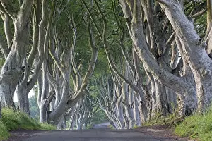 County Antrim Landscape Photo Drucke: Beech tree avenue, The Dark Hedges