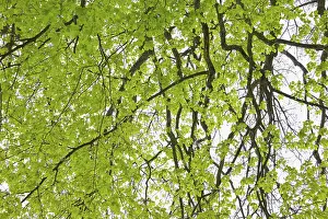 Uninhabited Landscapes Drucke: Beech tree leaves in spring