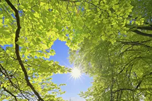 Beech Tree Leaves Drucke: Beech tree leaves with sun