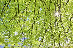 Empty Nature Scenes With Plants Drucke: Beech tree leaves with sun