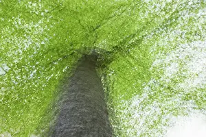Springtime In Germany Drucke: Beech tree in spring, multiple exposure