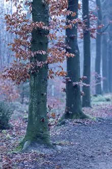 German Autumn Scenery Drucke: Beech tree trunks in autumn. Germany