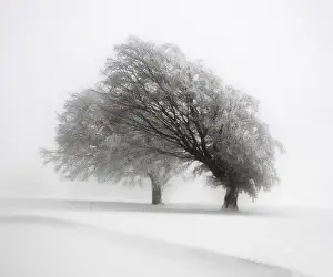 German Flora Botany Images Drucke: Beech trees deformed by wind in the Black Forest
