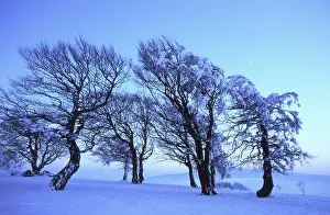 Winter Landscape Southern Germany Drucke: Beech trees in winter, winter landscape