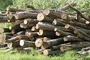 Firewood For Sale Drucke: Beech trunks, fire wood