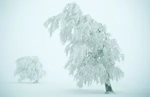 Solitary Tree Germany Drucke: Beeches formed by the wind, Black Forest