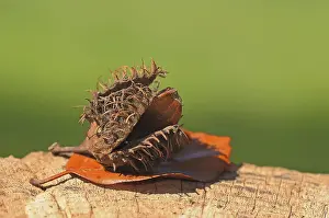 Deciduous Tree Bark Drucke: Beechnut with a beech leaf, autumn