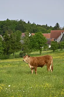 Livestock Farming Germany Drucke: Beef in a meadow, buttercup, spring
