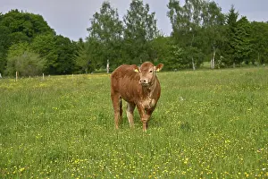 Livestock Farming Germany Drucke: Beef in a meadow, buttercup, spring