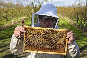 Beekeeper Protective Clothing Drucke: Beekeeper checking on honey bees