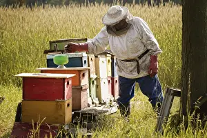 Beekeeper Protective Clothing Drucke: Beekeeper installing a feeder
