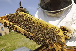 Wild Bee Conservation Drucke: Beekeeper at work at the beehive
