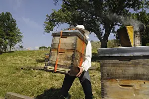 Wild Bee Conservation Drucke: Beekeeper at work at the beehive