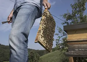 Wild Bee Conservation Drucke: Beekeeper at work at the beehive