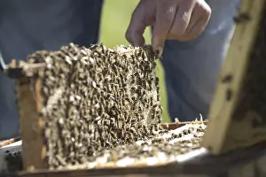 Wild Bee Conservation Drucke: Beekeeper at work at the beehive