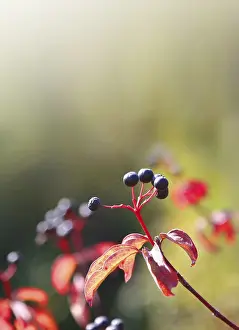 Uninhabited Terrain Drucke: Beeren