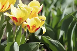 Vernal Flowers Bloomers Drucke: Bees (Apiformes), tulips, spring