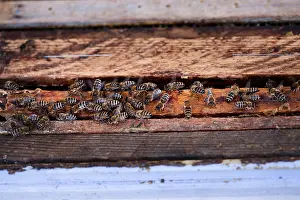 Wild Bee Conservation Drucke: Bees sitting on frames of honeycombs