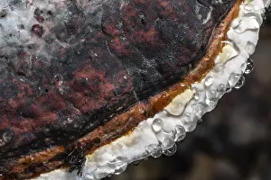 Northern Germany Fungi Drucke: Beeswax Bracket (Ganoderma pfeifferi) with guttation drops