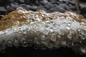 Ganoderma Pfeifferi Drucke: Beeswax Bracket (Ganoderma pfeifferi) with guttation drops